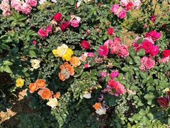 -人民公园(罗湖区)