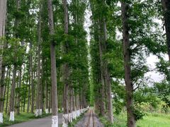 -黄海国家森林公园