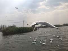 -呈贡滇池生态湿地公园