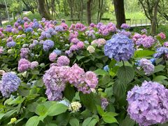 -西湖风景区-江洋畈生态公园