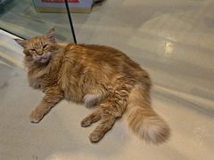 -藏猫猫咖啡主题馆(中央大道店)