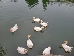 -田园东方蜜桃村的田野营地