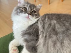 -御宝贝·A梦猫科宠物医院(国际猫友好医院)