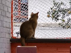 -喵屿·大理花园猫咖