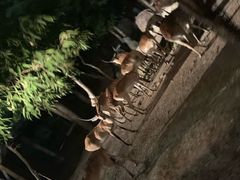 -清迈夜间动物园