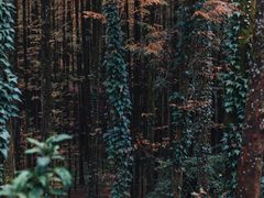 -山王坪喀斯特国家生态公园