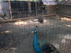 -意大利农场度假村