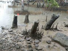 -宝安西湾红树林湿地公园