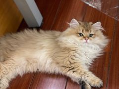 -欣宠猫屋·矮脚拿破仑·蓝金金渐层