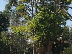 -金山植物公园