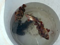 -鱼市酒店(威海水产批发市场店)