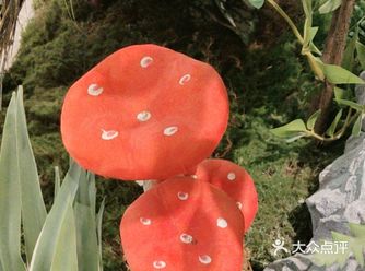 野生菌香浓，汤鲜野生选！