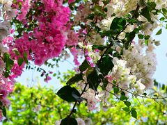 -深圳国际园林花卉博览园