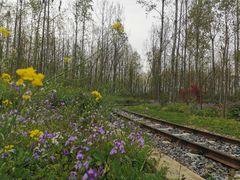 -合肥滨湖国家森林公园