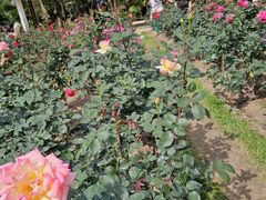 -人民公园(罗湖区)