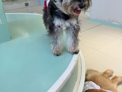 -怪兽屋·羊驼·猫咖·狗咖(俊华广场店)