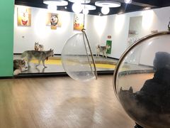 -Husky Go! 哈士奇体验馆·宠物咖啡厅狗咖