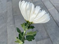 -侵华日军南京大屠杀遇难同胞纪念馆