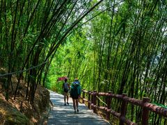 -铁山坪森林公园