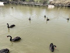 游乐设施-溱湖国家湿地公园