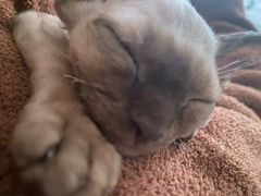 -藏猫猫咖啡主题馆(中央大道店)