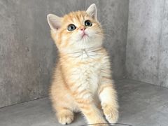-小猫来了·猫舍(红山六九七九店)