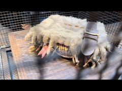 -肖家客饸饹面(郑州总店)