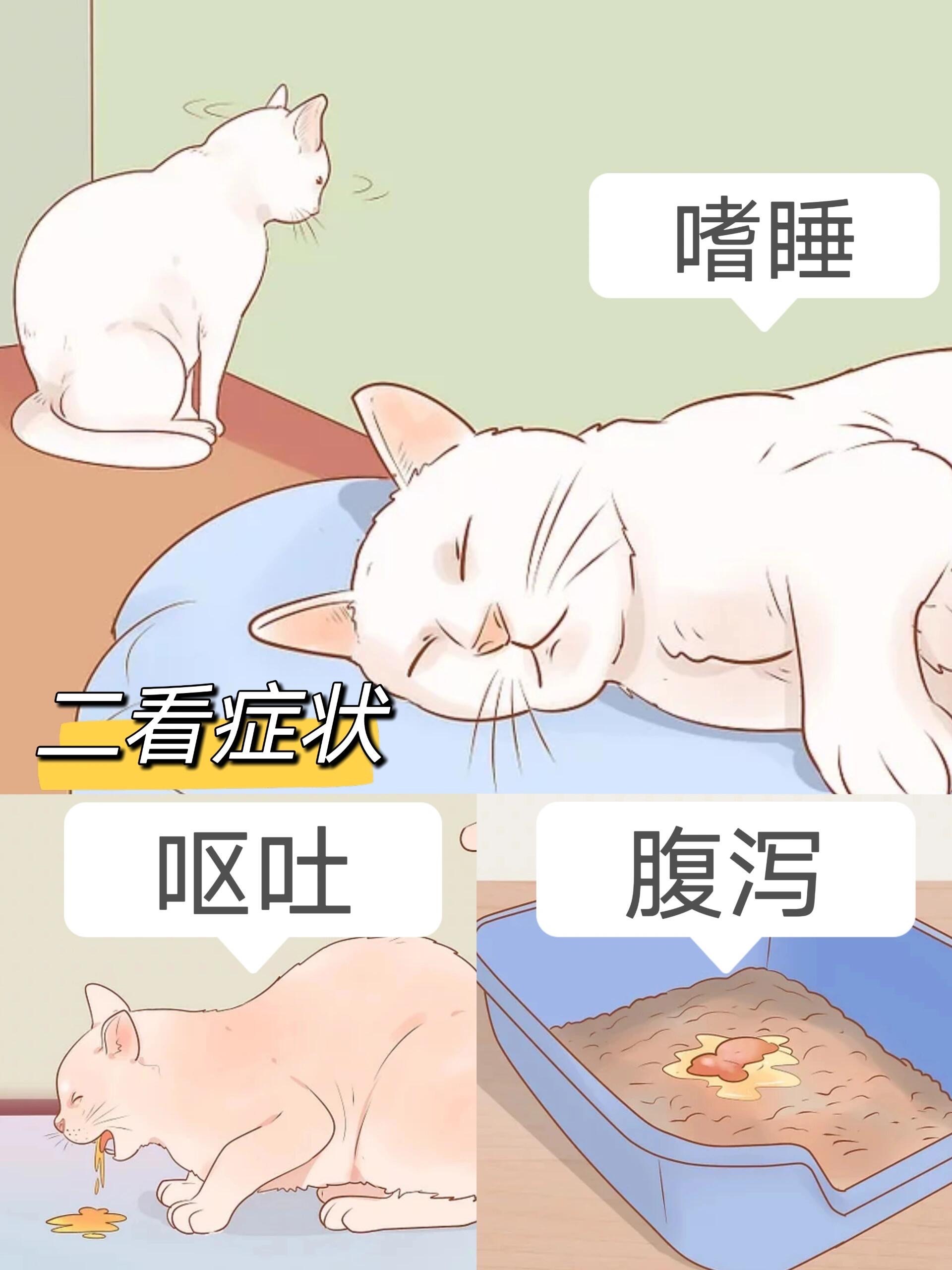 猫咪死了怎么超度-猫咪死了怎么处理比较好 猫咪死了怎么超度-猫咪死了怎么处理比较好