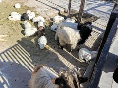 -石家庄市动物园