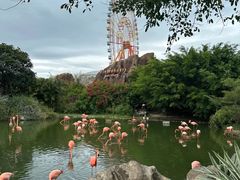 -芽庄珍珠岛游乐园