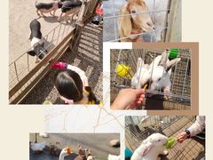 -前小桔亲子创意农场·草莓采摘·露营烧烤