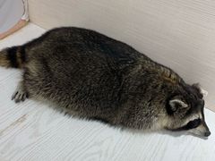 -浣熊柯尔鸭土拨鼠·电玩咖