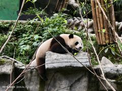 -中国大熊猫保护研究中心雅安碧峰峡基地