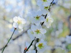 -杭州植物园