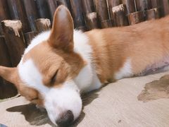 -浣熊柯尔鸭土拨鼠·电玩咖