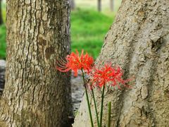 -上海多利农业发展有限公司