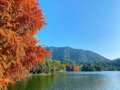 -深圳仙湖植物园