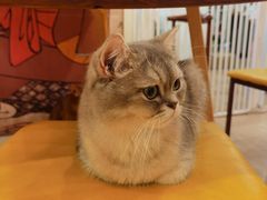 -Let's go狗咖·猫咖·奶狗·桌游(春熙路IFS店)