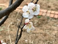 -小仙居·农家宴烤羊· 农庄