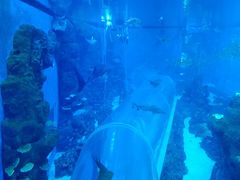 -成都浩海立方海洋公园