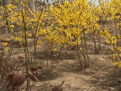 -大兴滨河森林公园