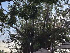 -太平山餐厅(山顶道店)