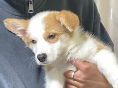 -翊宠yipet猫狗购宠庄园犬舍•猫舍