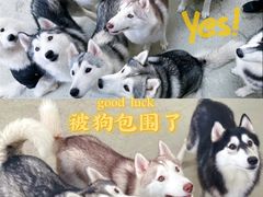 -星多哈·狗咖·拼豆·咖啡