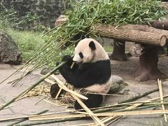 -都江堰中华大熊猫苑