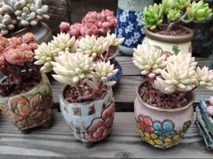 -金陵花卉交易市场