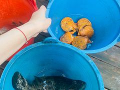 -蓝湾碧波·老字号·疍家非遗海上餐厅