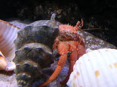 -凯莉-塔尔敦海洋生物水族馆