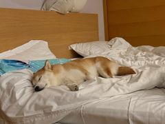 -美联众合动物医院·24h转诊中心
