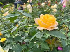 -香蜜公园